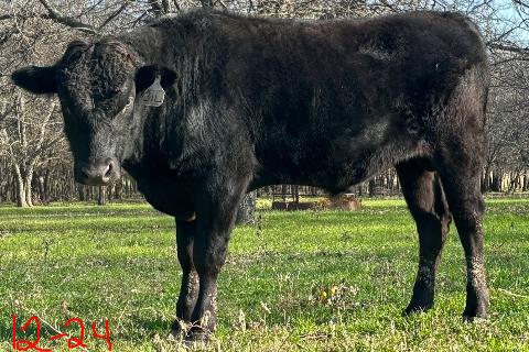 wagyu bull standing in lightly wooded texas pasture in december 