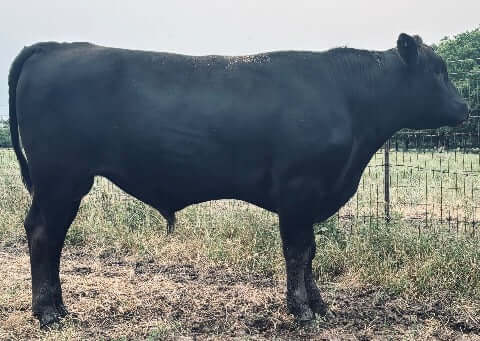 wagyu bull standing by a texas fence