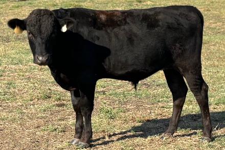 selling wagyu bull who is standing in texas field