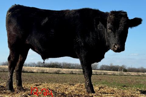 wagyu bull standing in old hay, top marble genetics for sale