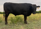 wagyu bull standing in field