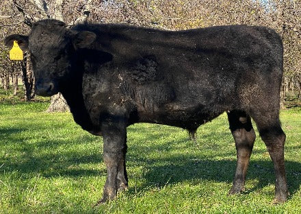 a black wagyu bull that is for sale in north texas standing in grass with some trees in the background