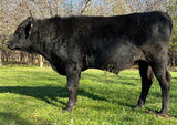 dec 16 2023 wagyu bull for sale in north texas is standing in grass with trees in the background