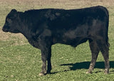 wagyu bull standing in field