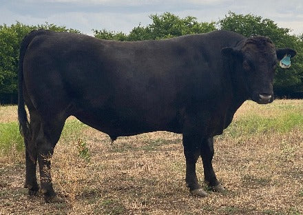 wagyu bull for sale standing in dead grass in a texas pasture