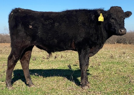Dec 16 2023 young wagyu bull standing on a hill in north texas looking into the distance