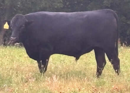 18 month old wagyu bull in a texas field