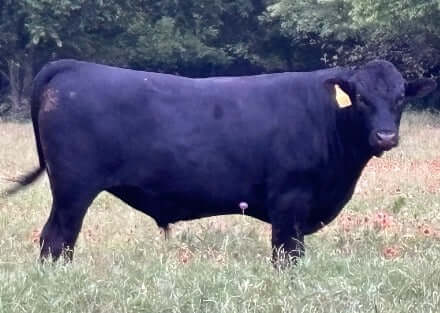 fullblood japanese black wagyu bull in a texas field.  may 2024