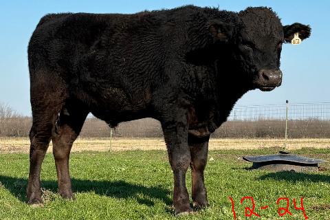 wagyu bull standing in short green north texas december grass with a mineral feeder in the background