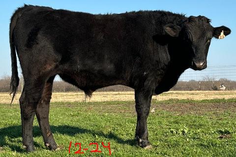 wagyu bull standing in short green grass in north texas