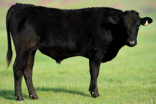 yearling wagyu bull for sale with ai background