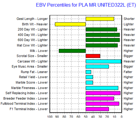 wagyu bull australian ebv information