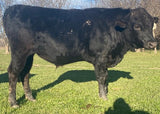 wagyu bull with some mud on him standing in grass, december 2023