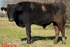 yearling wagyu bull standing in wooded pasture