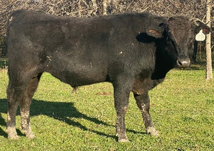 wagyu bull for sale who is standing in december pasture in texas with trees in background
