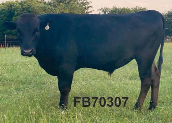 wagyu bull standing in grass selling semen 