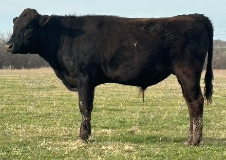 young wagyu bull standing in texas field