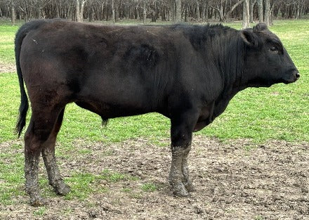 wagyu bull with muddy legs   2.8.2024
