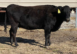 wagyu cow standing by shed