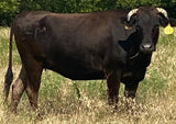 wagyu cow for sale good embryo producer