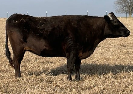 wagyu cow in texas field during fall time
