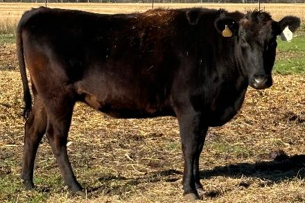 wagyu cow standing in old hay