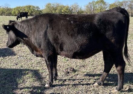 wagyu cow standing in mud