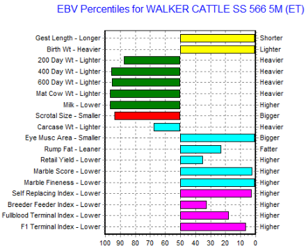 wagyu bull for sale genomic data.   top 1% eye muscle ema