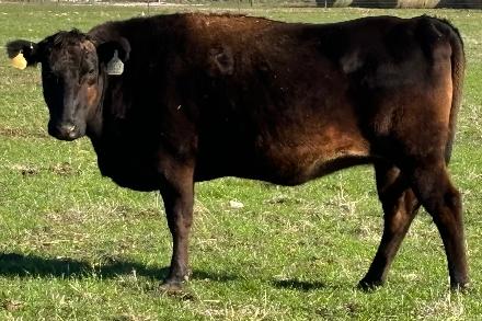 wagyu cow for sale standing in a texas pasture with round bales of hay in the background