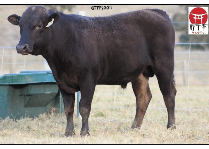 wagyu bull semen for sale bull standing in picture