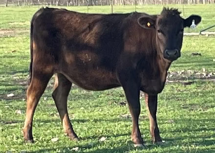 wagyu heifer for sale in texas standing in a rocky field