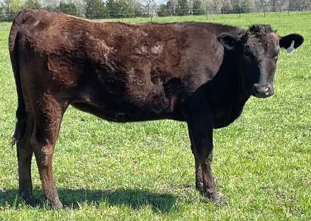 3.23.2024 yearling heifer standing in spring grass in north texas