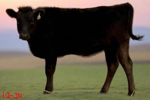 wagyu heifer for sale in texas photoshopped background