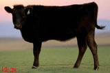 wagyu heifer for sale in texas photoshopped background