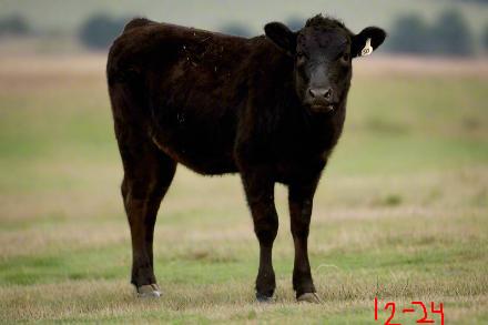 Wagyu heifer in photoshopped grass