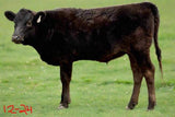 wagyu heifer for sale in north texas top 1%