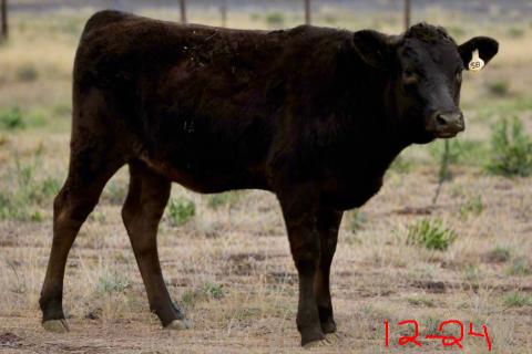 wagyu heifer top 1% 