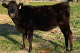 6 month old wagyu heifer standing in texas field