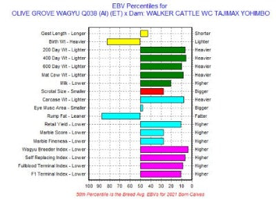 wagyu ebv mating predictor for an olive grove 038 bull crossed to tajimax heifer