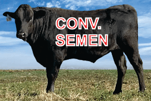 Wagyu Semen For Sale - SG53 Conventional