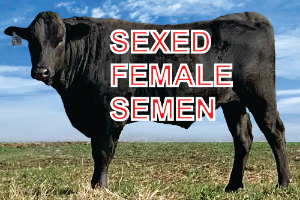 Wagyu Semen For Sale - SG53 Sexed Female