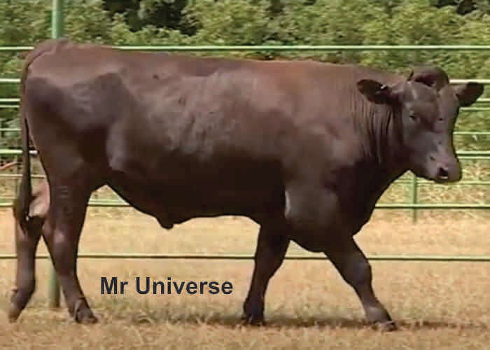 mr universe wagyu bull with semen for sale