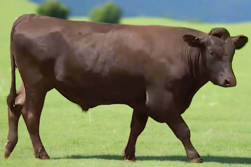 wagyu bull walking with ai altered background