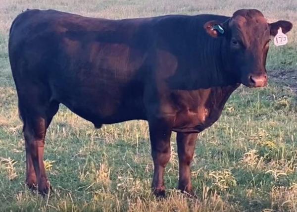 Fullblood wagyu bull with semen for sale online.  he is standing in spring grass as a yearling facing to viewer's right