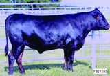 wagyu bull looking right