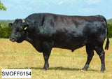 Wagyu Embryos For Sale Online Texas F154