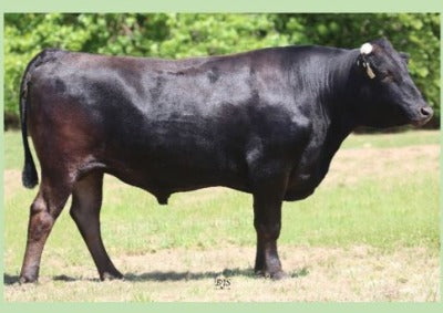 Arubial United Japanese Wagyu Bull Top in World Sire