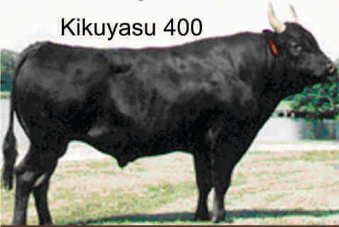wagyu bull donated semen