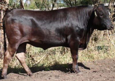 fullblood registered japanese black wagyu bull from australia standing in front of trees