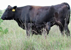 wagyu cow with wagyu calf by side standing in grass